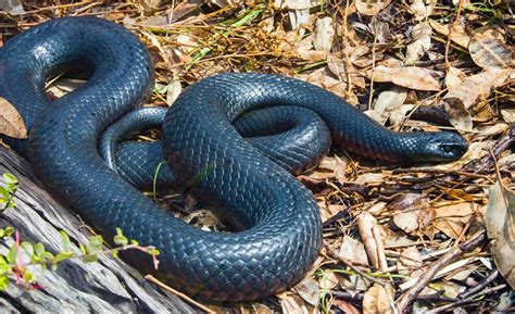 The Mysterious Presence of Serpent Shadows in Dreams