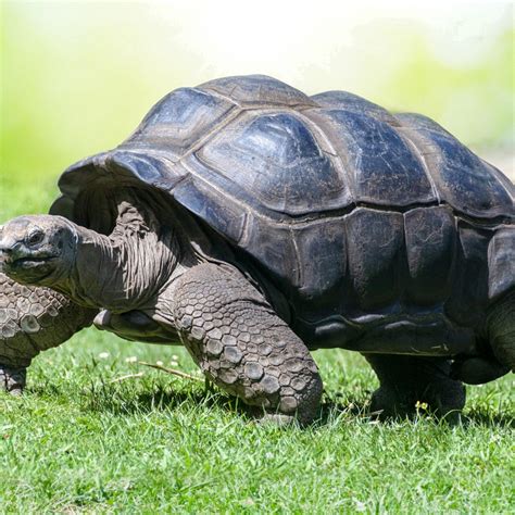 The Mysterious Reverie: A Tortoise Engaging in Aquatic Exploration