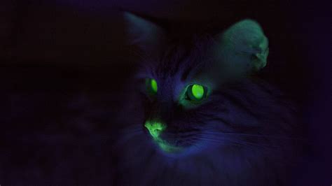 The Mysterious Significance of a Glowing Feline