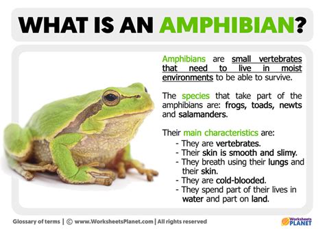 The Mysterious Significance of the Shimmering Amphibian