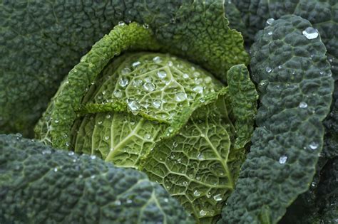 The Mysterious Symbolism of the Cabbage Dream