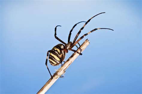 The Mysterious Web: Decoding the Symbolism Within the Spinning Spider's Reveries