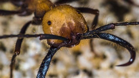 The Mystery Behind the Phenomenon of Ants Emergence