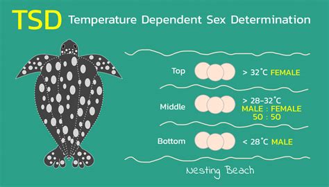 The Mystery of Turtle Egg Sex Determination