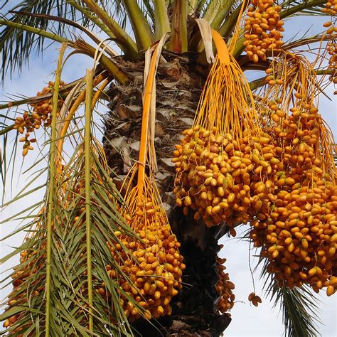 The Mystical Origins of the Enigmatic Palm Fruit