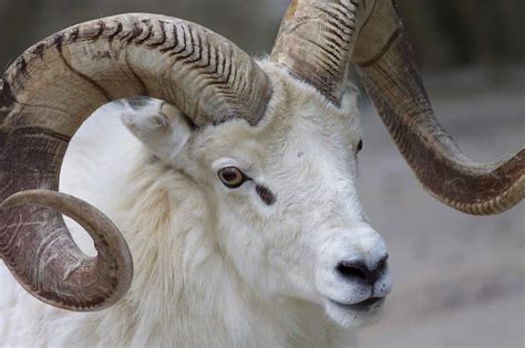 The Mystical Significance of Dreaming about Ram Horns