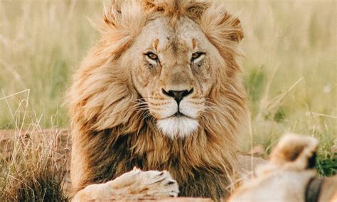 The Mystical Significance of Dreams: Lion Symbolism Revealed