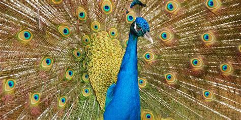 The Mystical Significance of Peafowl's Unusual Phenomenon