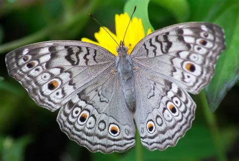 The Mystifying Elegance of the Radiant Grey Butterfly