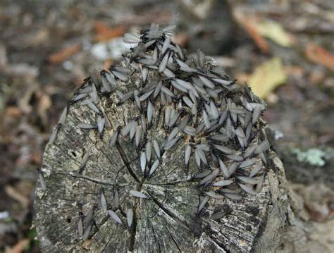 The Mythical Connections of Aerial Termites