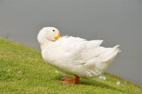 The Mythical Creature of a Graceful White Duck