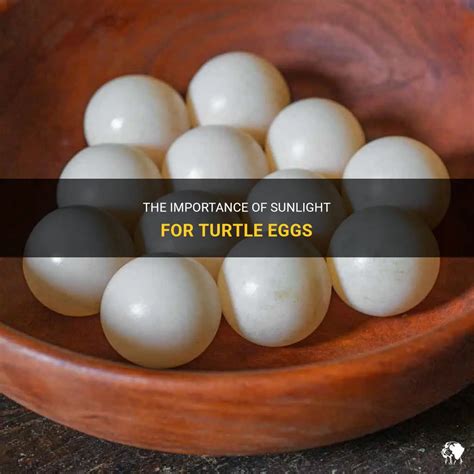 The Mythical Importance of Turtle Eggs