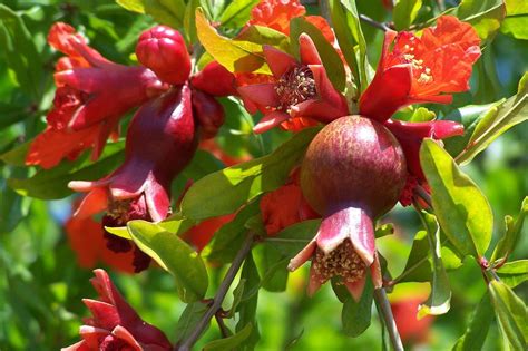 The Mythical Origins of the Captivating Pomegranate Blossom