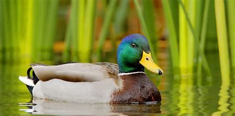 The Mythical Purple Duck: Fact or Fiction?