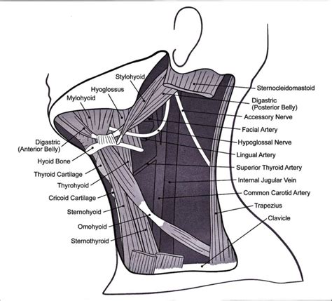 The Neck: An Essential Component of the Human Anatomy