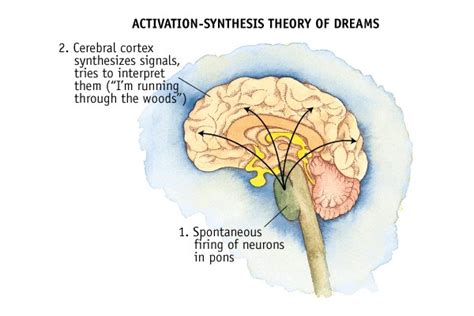 The Neurological Perspective: Understanding the Science behind Dreaming about an Elongated Nose