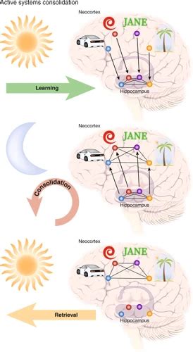 The Neuroscience of Dreaming: Exploring the Neurological Processes of REM Sleep