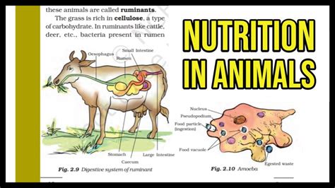 The Nutrient Hunt: How Meat-Eating Vegetation Acquire Their Nourishment