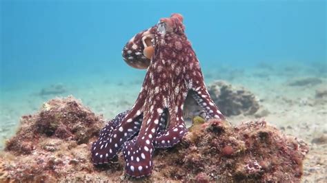 The Octopus as a Metaphor for Change and Transformation