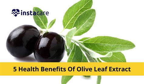 The Olive Leaf as a Symbol of Health and Wellness