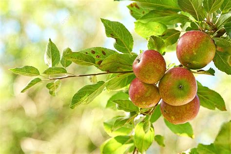 The Optimal Moment to Indulge in Harvesting Fresh Green Apples