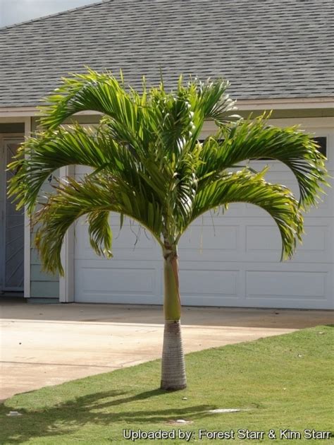 The Optimal Time to Witness Palm Trees in Full Bloom: A Seasonal Enthusiast's Manual