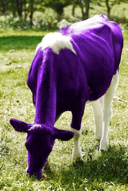 The Origin of the Myth Surrounding the Majestic Violet Bovine