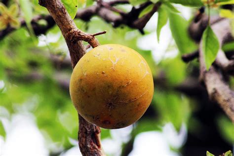 The Origins and Cultivation of Bael Fruit