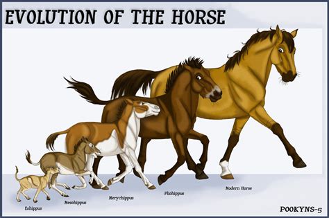 The Origins and Evolution of Petite Equines: A Glimpse into Miniature Horse History