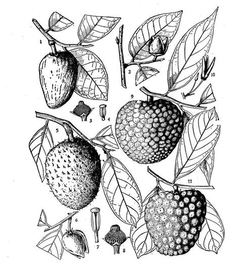 The Origins and Evolution of Soursop: Unveiling the Historical Journey