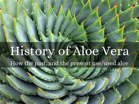 The Origins and History of Aloe Vera