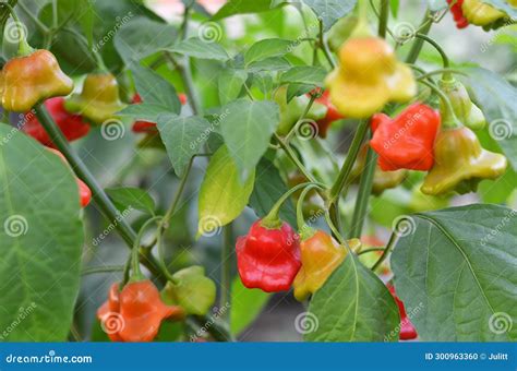 The Origins and History of Capsicum baccatum: A Fascinating Journey through Time