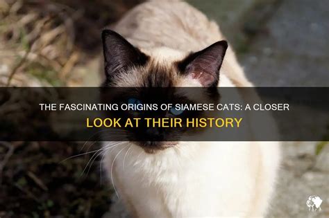 The Origins and History of Siamese Felines