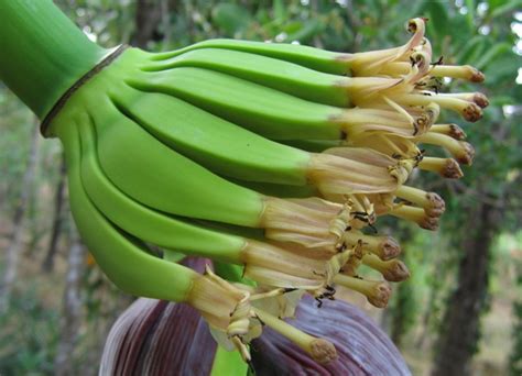 The Origins and History of the Plantain