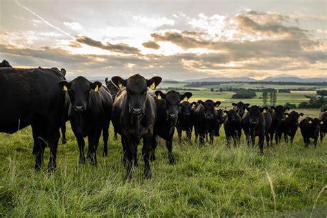 The Origins of Beef: From Pastoralism to Modern Production