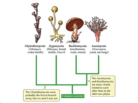 The Origins of Fungi: Unveiling the Ancient History of Mushroom Kingdoms