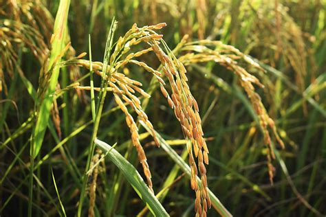 The Origins of Glutinous Rice: From Field to Table