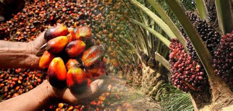 The Origins of Oil Palm