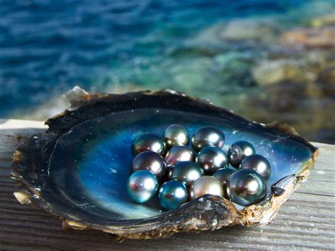 The Origins of Pearl Shells: Revealing the Depths of the Ocean