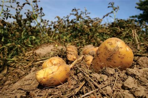 The Origins of Potatoes: Revealing the History and Migration of this Versatile Crop