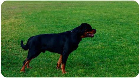 The Origins of Rottweilers: A Breed with a Rich History