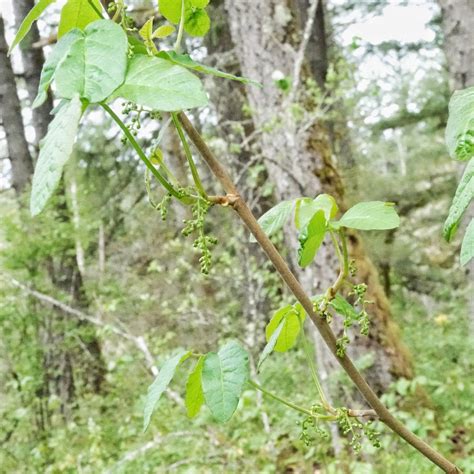 The Origins of Toxicodendron diversilobum and Its Spread