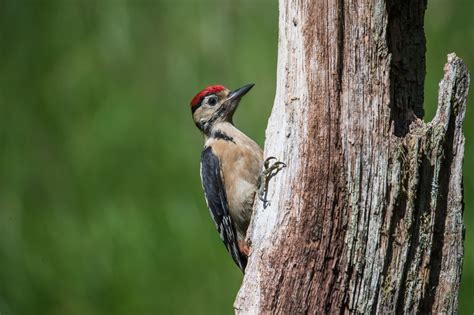 The Origins of Woodpeckers in Mythology and Folklore