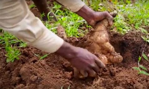 The Origins of Yam Harvesting