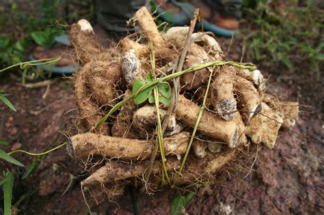 The Origins of Yam Tubers: Tracing Back to Ancient Civilizations