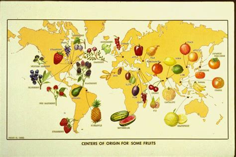 The Origins of the Enormous Fruit Phenomenon