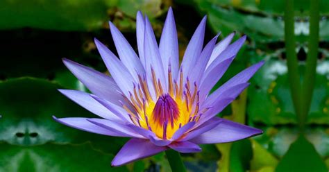 The Origins of the Majestic Violet Lotus: Exploring its Ancient History