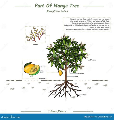 The Origins of the Mango Tree: Tracing its Roots