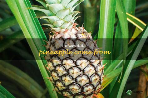 The Origins of the Pineapple: Unraveling a Tropical Enigma