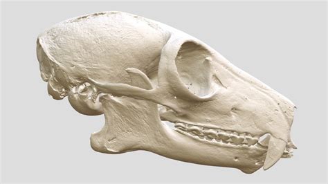 The Origins of the Symbolic Representation of Primate Cranium